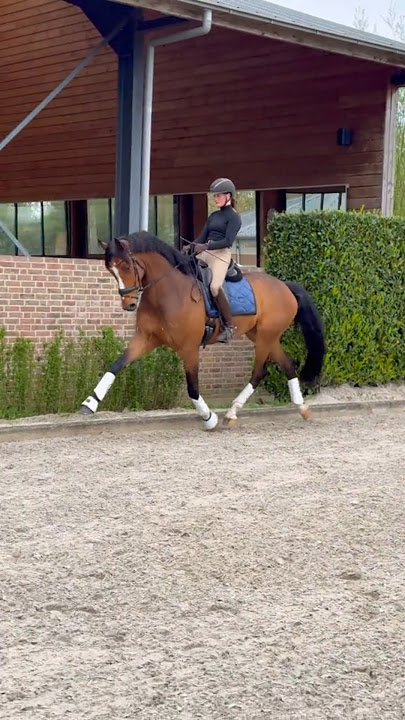 Meet Zebastian aka Basti boy🧸🤎🔥 He is a 6yo gelding by Zoom and is such a pleasure to work with 🥰
