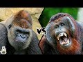 GORILLA VS ORANGUTAN - Who is the king of the Great Apes Family?