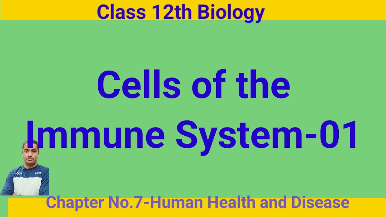 Cells of Immune System-1||B- Cells and T-Cells|Dr NYR - YouTube