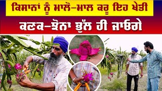 ਕਿੱਲੇ 'ਚੋਂ ਇੰਝ ਬਣਦਾ 10 ਲੱਖ ! Dragon Fruit Farming | Agriculture | Punjab | Walk With Turna