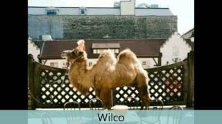 Wilco - Wilco (The Album) - You never know