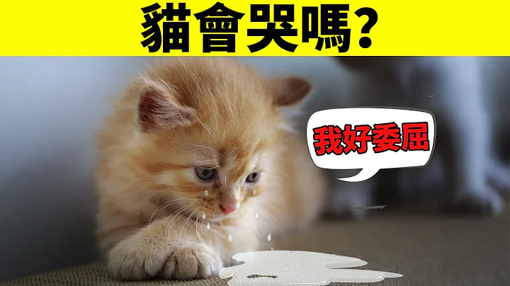 猫会哭吗？猫会因为伤心和委屈流眼泪吗？ - 天天要闻