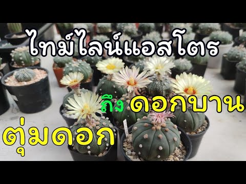 วีดีโอ: ดอกแอสตรามีเรีย : การเพาะปลูก การดูแล และการใช้เป็นช่อ