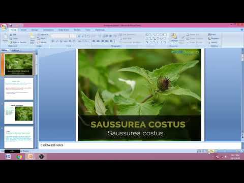Video: Saussurea - Useful Properties And Uses Of Saussurea. Saussurea Willow