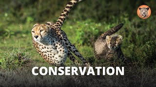 Conservation | A Playlist to Support Global Conservation Organisations