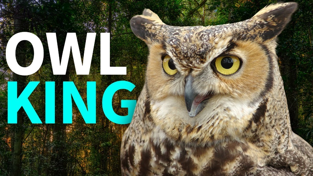 Большая рогатая сова: высший хищник небес