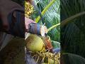 Cutting Coconut flower to make organic wine 🍷🌴 #coconut #wine #tree #coconuttree
