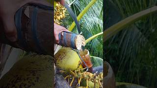 Cutting Coconut flower to make organic wine 🍷🌴 #coconut #wine #tree #coconuttree