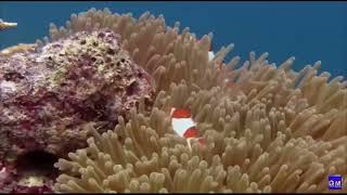 Buscando a Nemo live action  parte 1