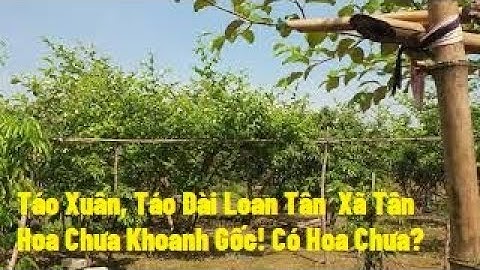 Táo Xuân, Táo Đài Loan Bà Con Tân Hoa Chưa Khoanh Gốc l Nui Doi Luc Ngan 98