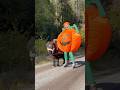 How to train your pony in a BIG costume🎃 #shorts #horse #pony