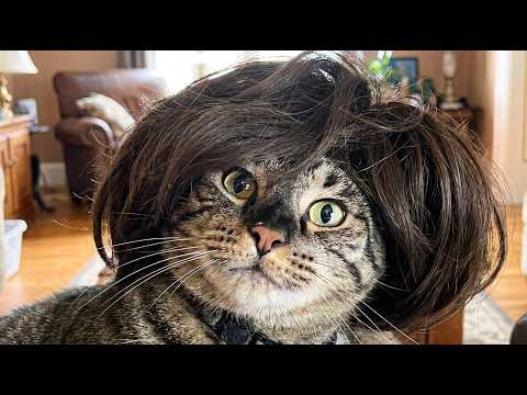 📢 BREAKING These Cat Videos Of Cats Acting Weird Have Left Experts Speechless — 2026