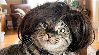 📢 BREAKING These Cat Videos Of Cats Acting Weird Have Left Experts Speechless — 2026