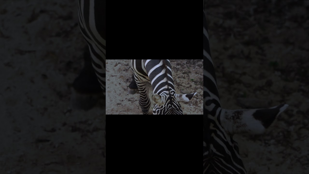 🦓 ZEBRA 🦓