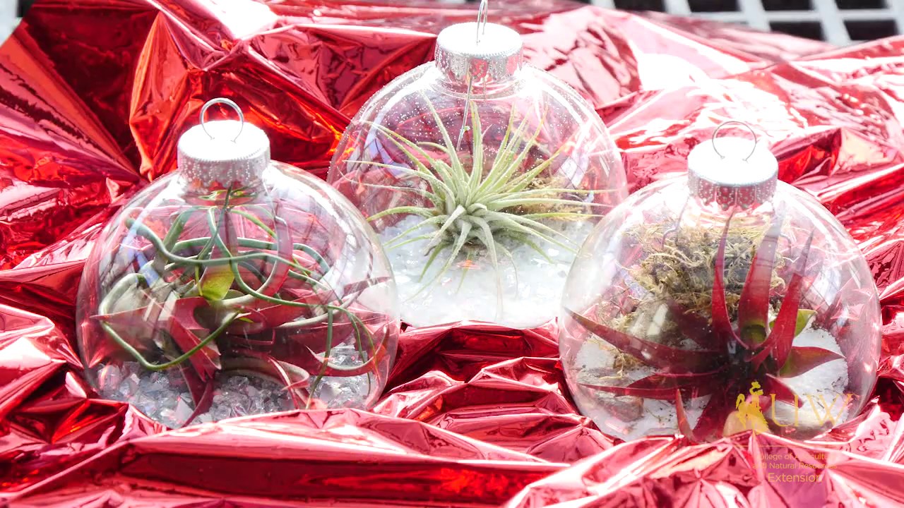 Make Your Own Air Plant Ornaments | From the Ground Up