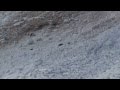 Des chamois échappent à une avalanche