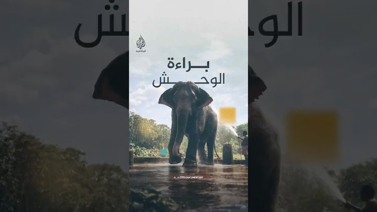 فيل قاتل.. يُعاقب كالأطفال تماما