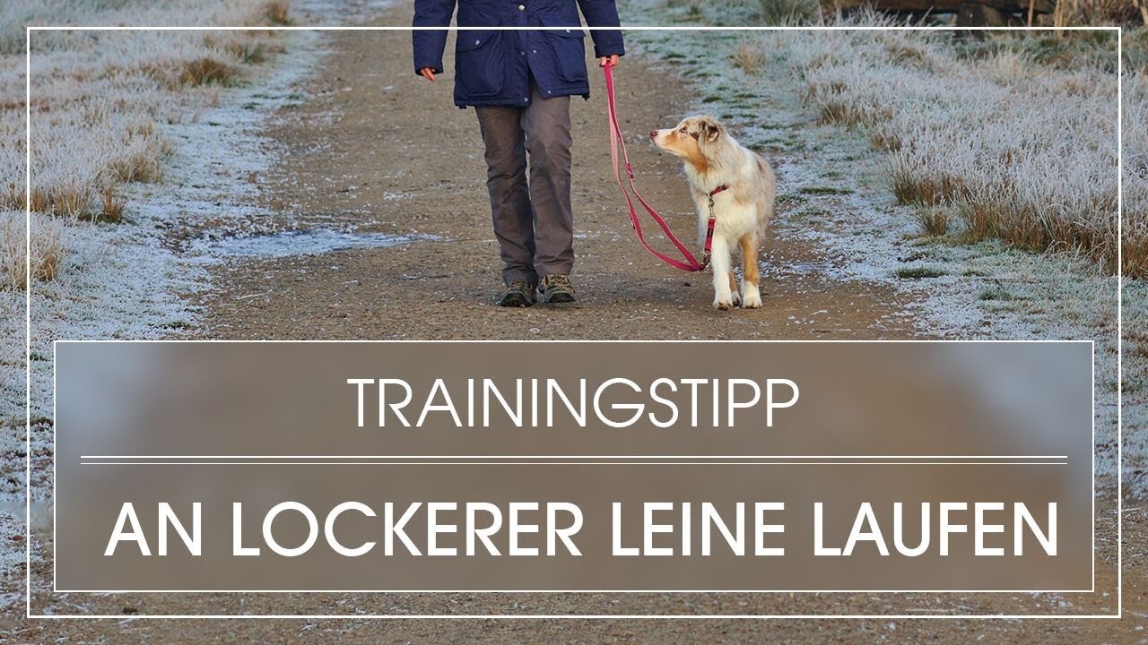 Hundetraining: Laufen an lockerer Leine | Hund lernt, an lockerer Leine zu laufen