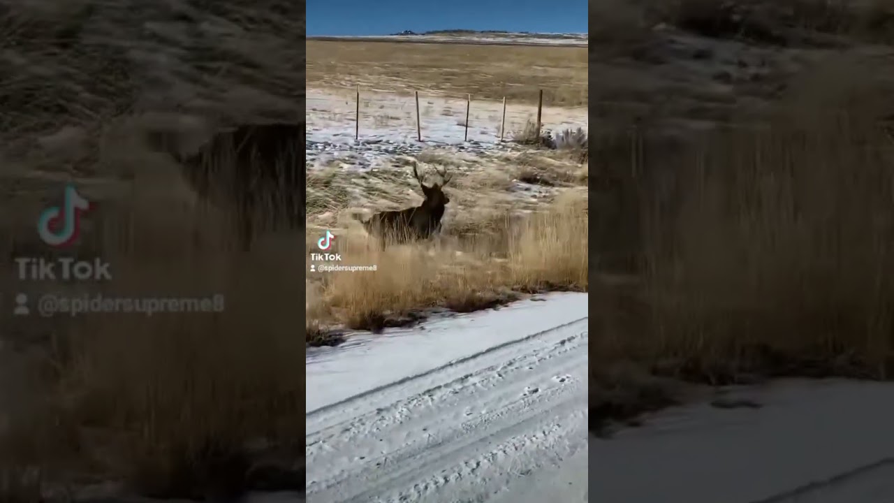 funny deer fail