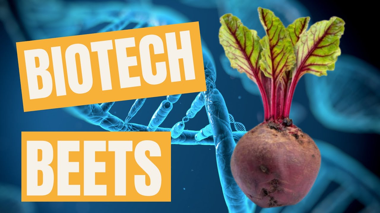 ChinaTalk | How beets explain the bioeconomy - YouTube