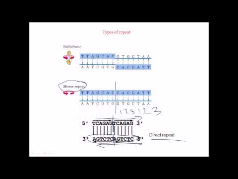 Video: Hvad Er Et Palindrom?