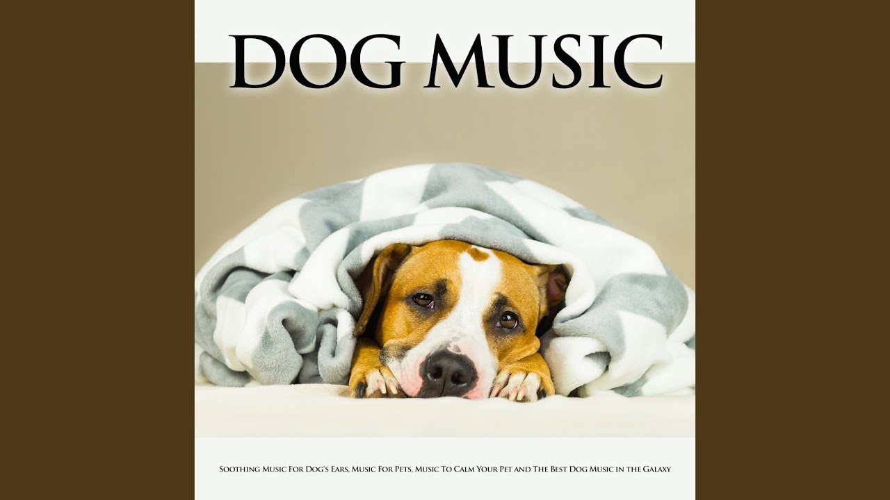 Relaxing Music for Pets YouTube