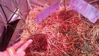 AMVgrows Flower, Clones from Outdoor Garden and Veg