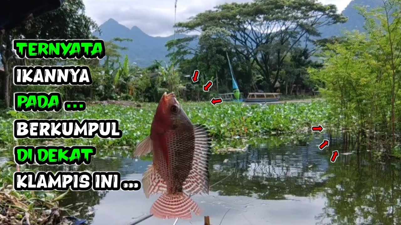 Spot Klampis Berduri Jadi Sarang Ikan Nila Liar | Mancing Ikan Nila Liar Ngantang Terbaru