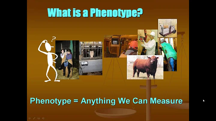 From Phenotypes to EPDs Understanding Genetic Mode...