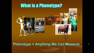 From Phenotypes to EPDs Understanding Genetic Model Wade Shafer