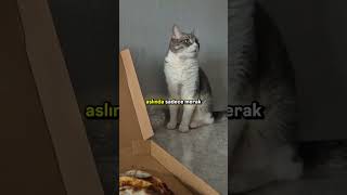 kedinizin size aşık olduğunu gösteren 5 davranış #kedi #kediler #komik #kedivideoları #komikvideolar