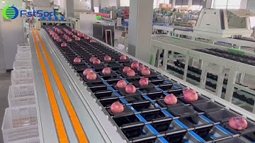 vegetable processing equipment onion sorting grading machine weight sorter grader clasificatinion