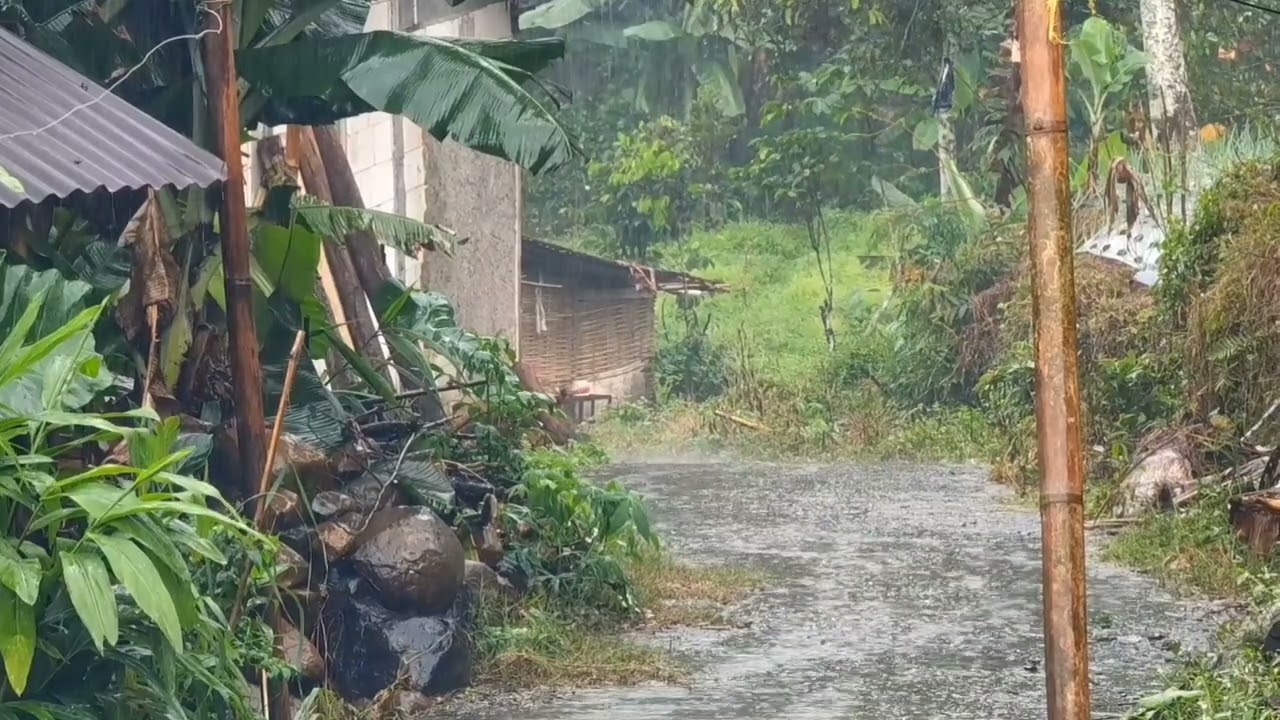 Heavy rain in the village with the sound of rain and relaxation in village life
