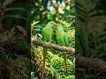 good morning 🌞parrot 1.M #viralshorts#viral reels#ytshorts#trendigshorts