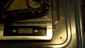 Weighing The Ball Pythons