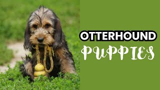 Otterhound Puppies: Your Complete Guide!