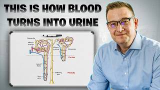 Celebrity From Blood to Urine: The Five Key Fluids in Renal Physiology Profile