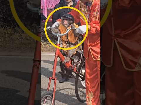 The monkey messed everything up! 😂❤️