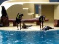 The funniest Seal show ever, Loro Park