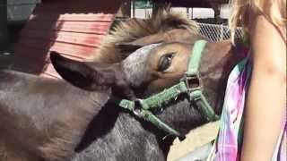MJ FEEDS A HORSE!! MJ FEEDS A HORSE!!