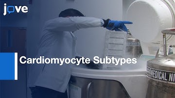 Reprogramming of fibroblasts to Assess Cardiomyocyte Subtypes | Protocol Preview