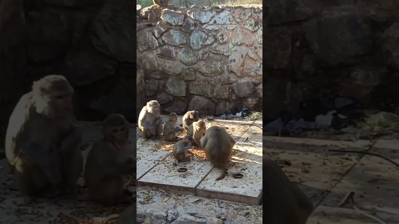 Monkey Feeding 🥳🎉 party ‎@monkeycare  (1)