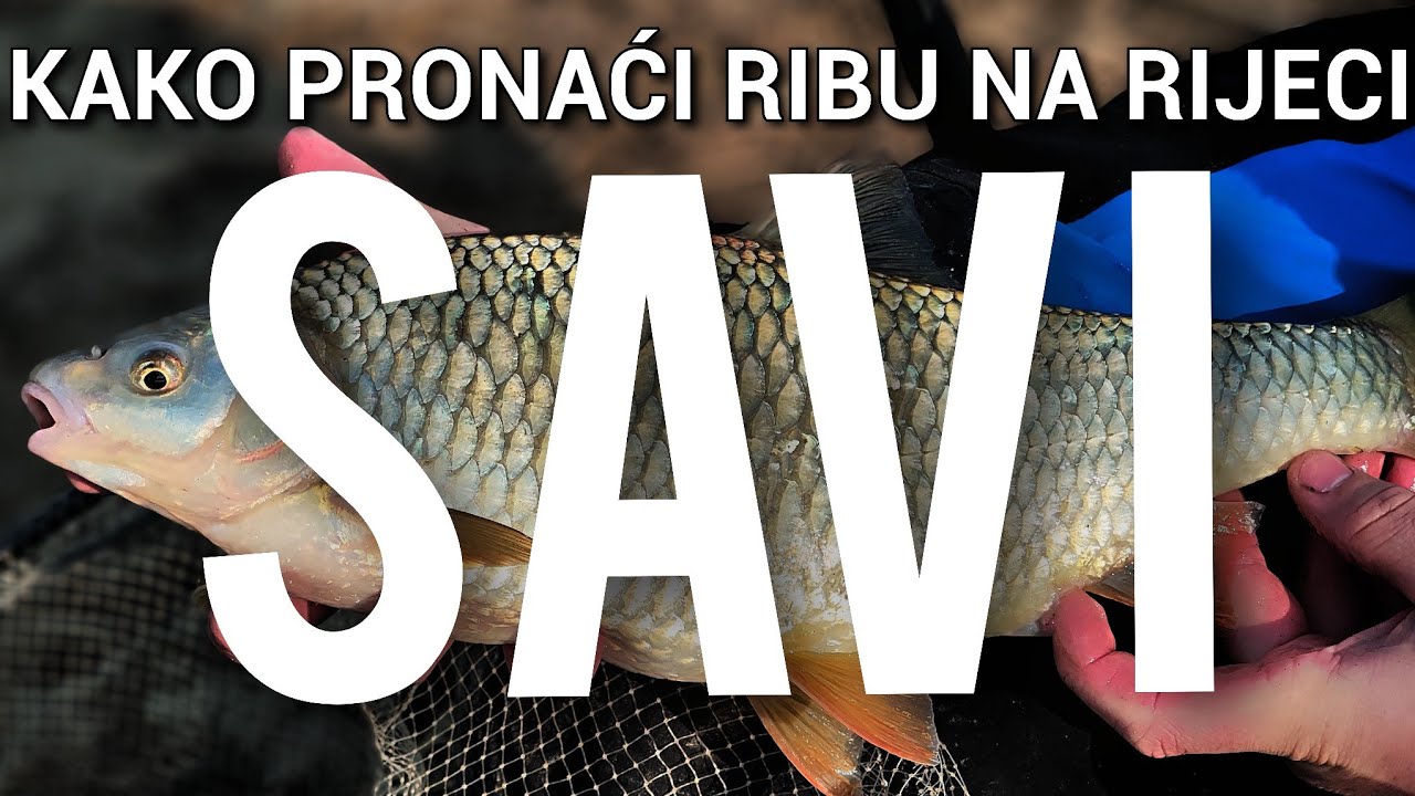 FEEDEROM NA SAVI - Gdje tražiti ribu na novoj poziciji?!