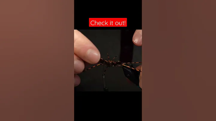 Pat's Rubber Legs #flytying #flytyingtutoria...  #...