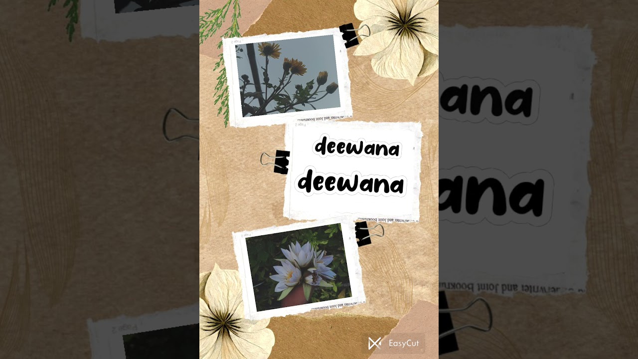 man mera✨ || unfiltered tunes ^-^ 