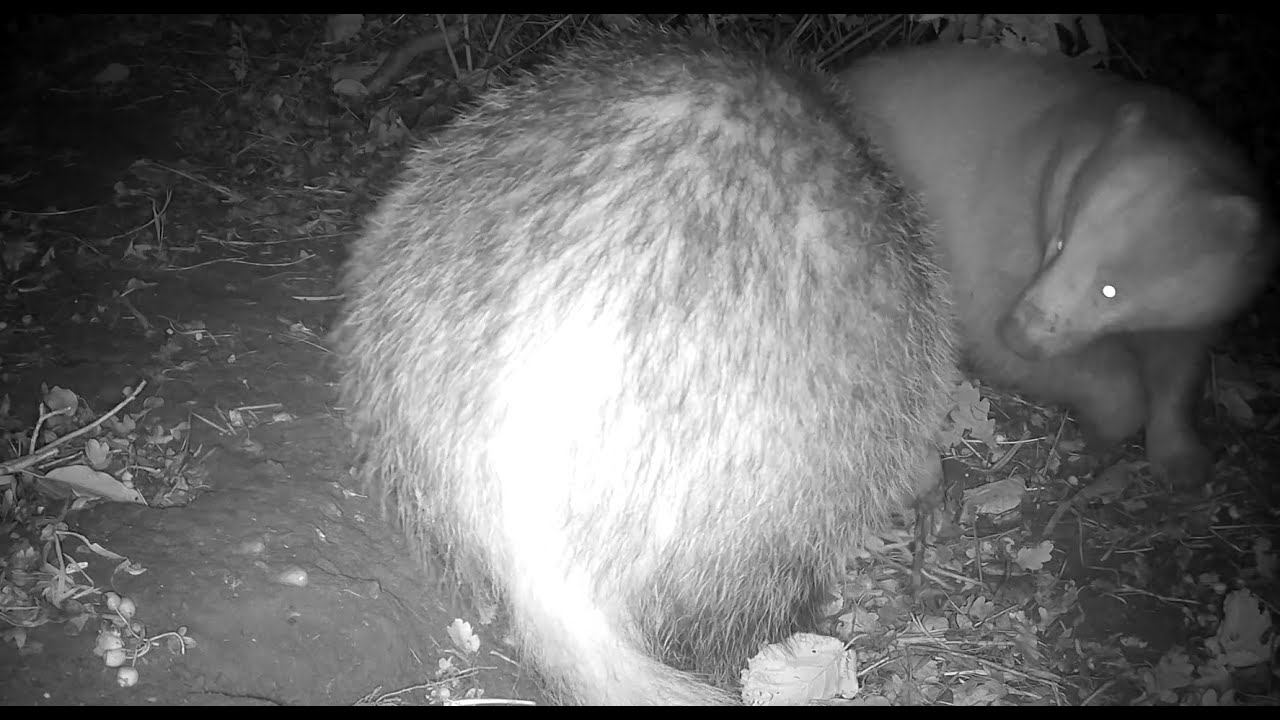 Badgers play fighting (2nd - 3rd November 2025)