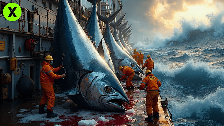 This is how the world's most expensive tuna is caught | The secret to bluefin tuna fishing 🎣