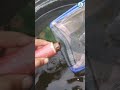 Guppy fish tub setup #guppyfish #guppiesfish