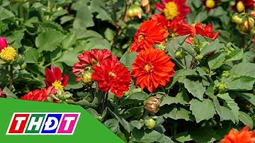 Đồng Tháp: Hoa mini được nông dân Sa Đéc ưu tiên chọn trồng bán dịp Tết | THDT