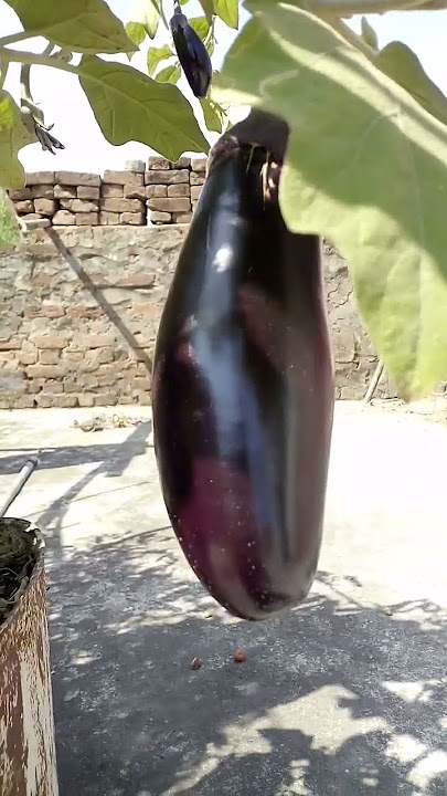 Brinjal On My Terrace||#viral #shorts #trending